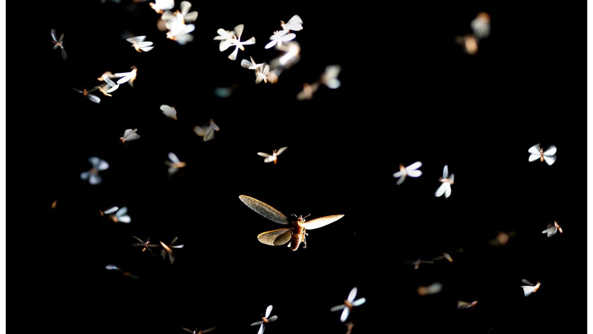 How York’s Dark Skies Initiative Is Redefining Responsible Illumination